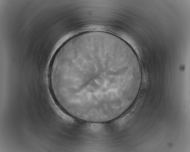 X0000100331090200807031229