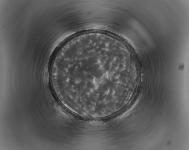 X0000100331117200807031228