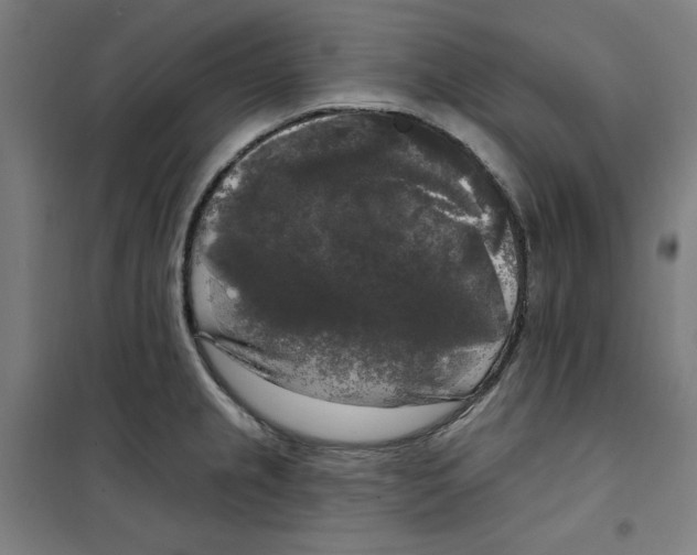 X0000100331237200807031227