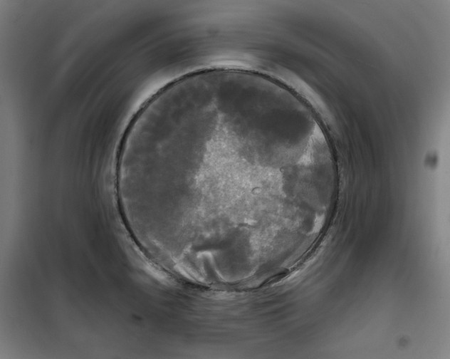 X0000100331240200807031227