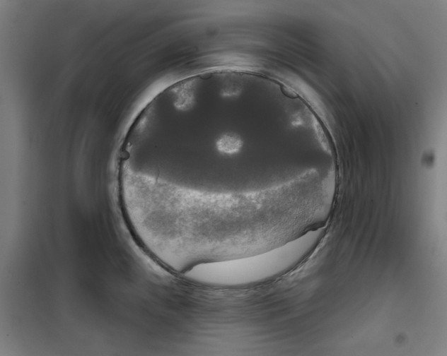 X0000100331243200807031227