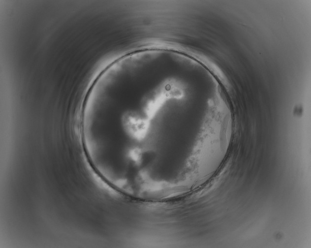 X0000100331247200807031227