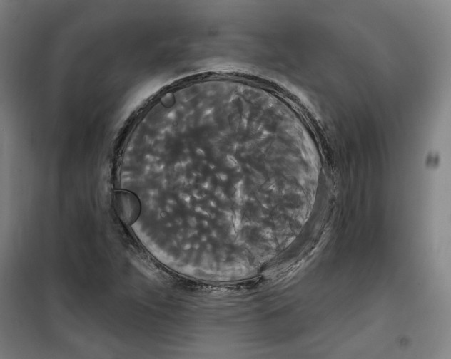 X0000100331263200807031226