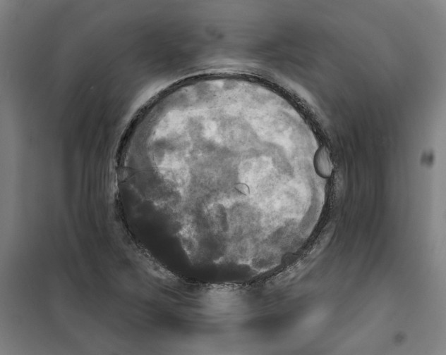 X0000100331267200807031226