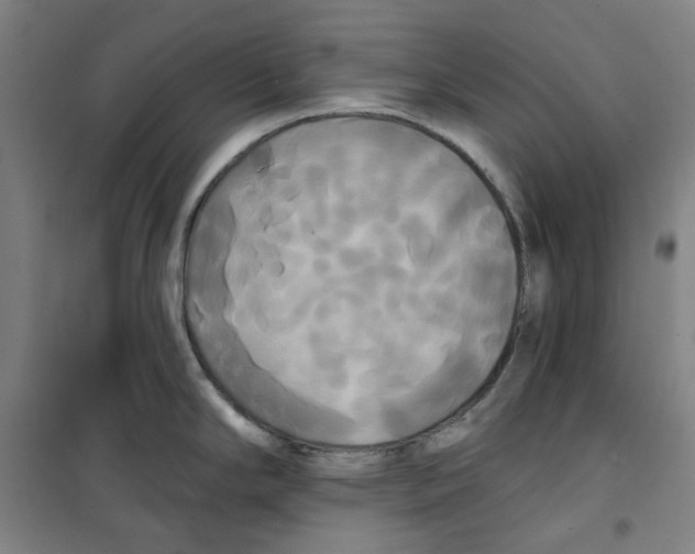 X0000100331294200807031226