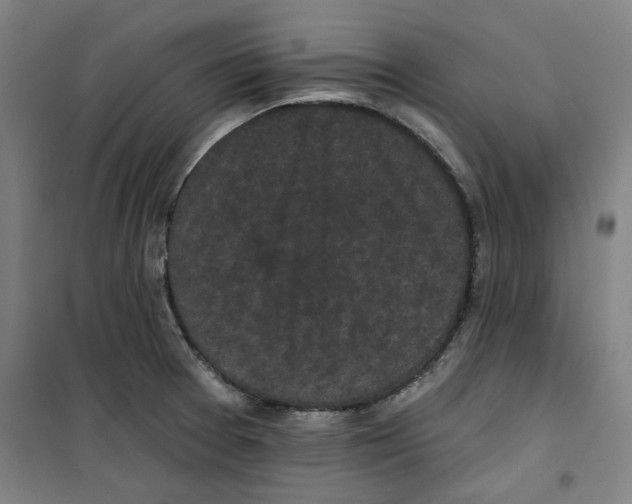 X0000100331377200807031225