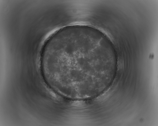 X0000100331406200807031223