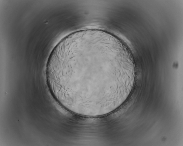 X0000100331423200807031224