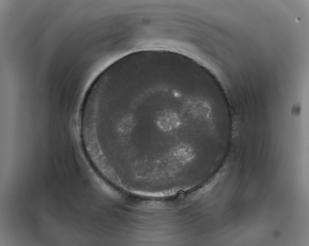 X0000100331517200807031222