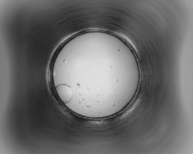 X0000100341125200806051219