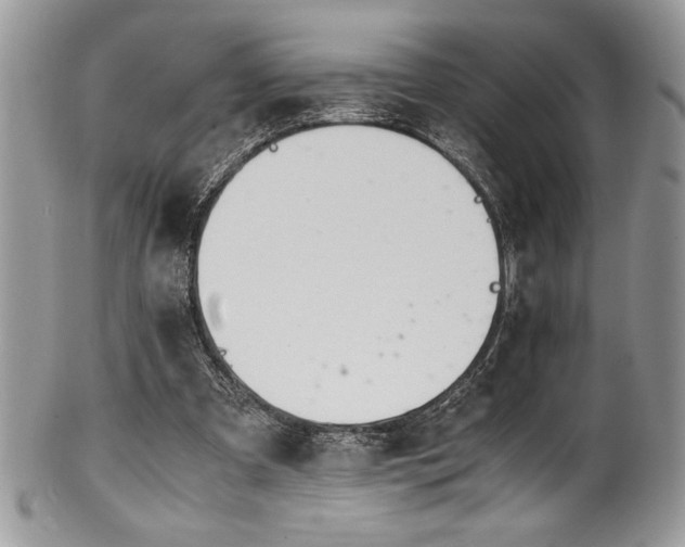 X0000100340297200806051545