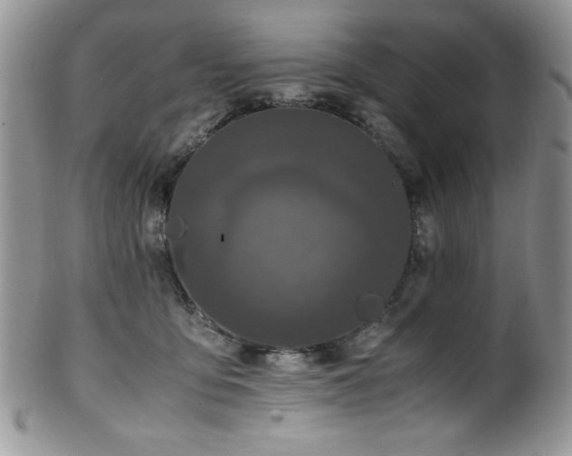 X0000100340419200806051543