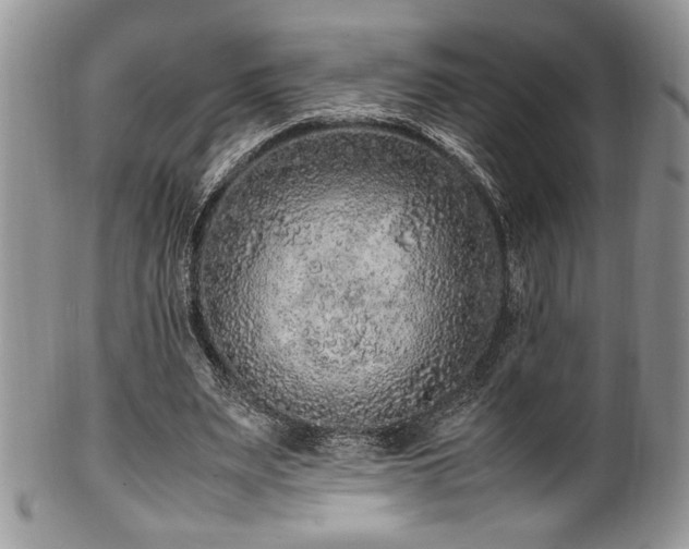 X0000100340487200806051542