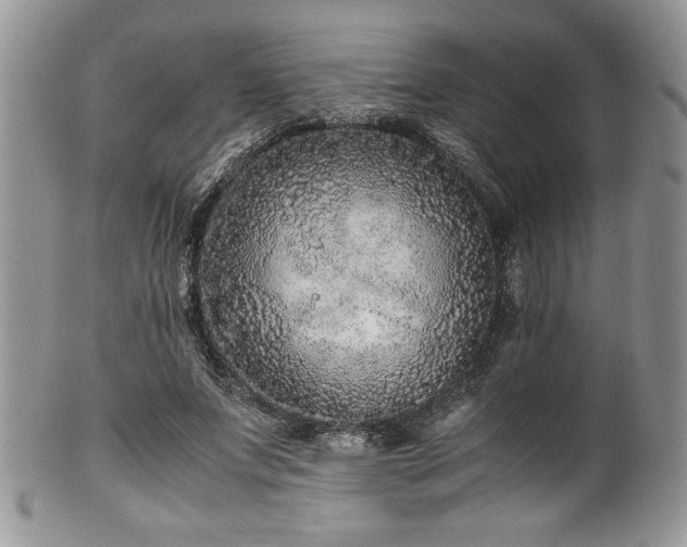 X0000100340687200806051538