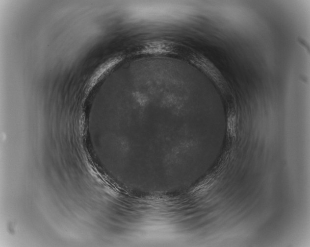 X0000100340724200806051537
