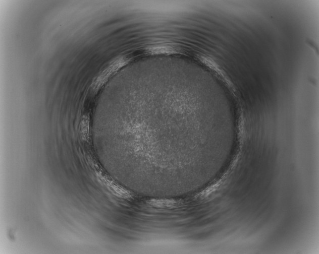 X0000100340825200806051536