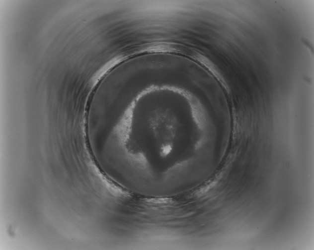 X0000100340853200806051536
