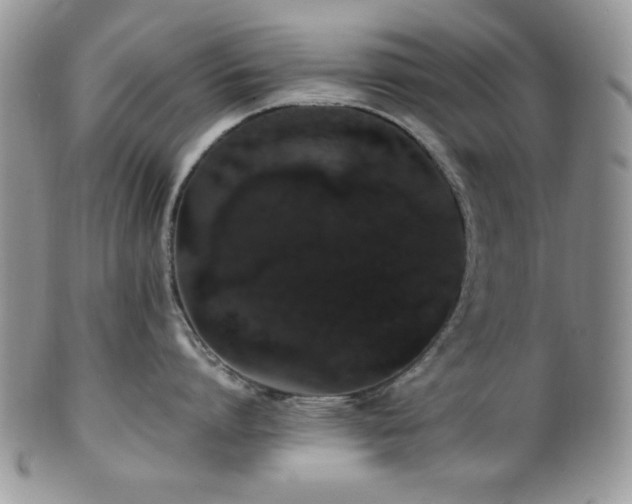X0000100340864200806051536