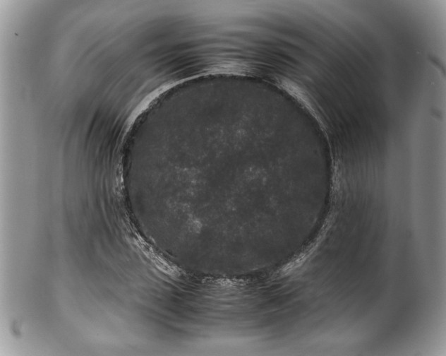 X0000100340923200806051534