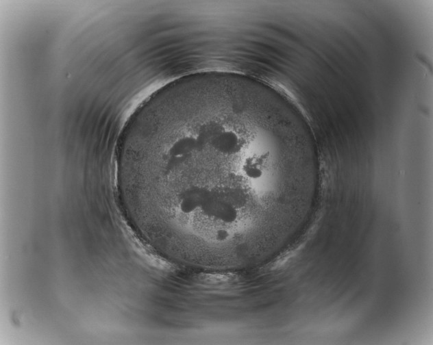 X0000100341125200806051532