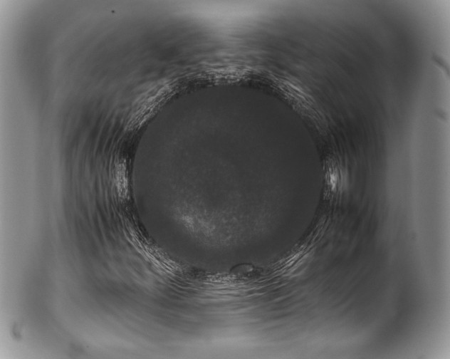 X0000100341252200806051530