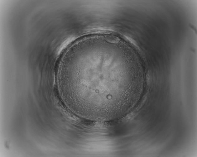 X0000100341267200806051530