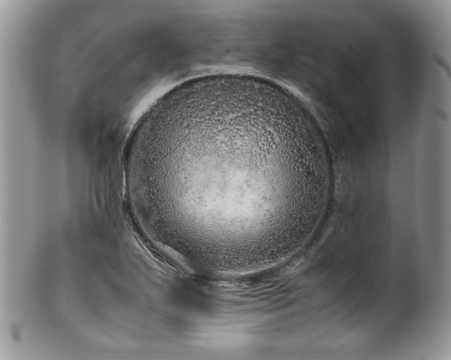 X0000100341271200806051529