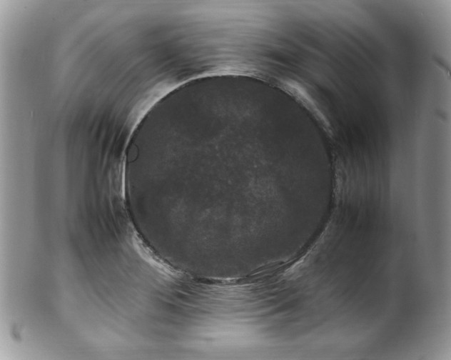 X0000100341276200806051529