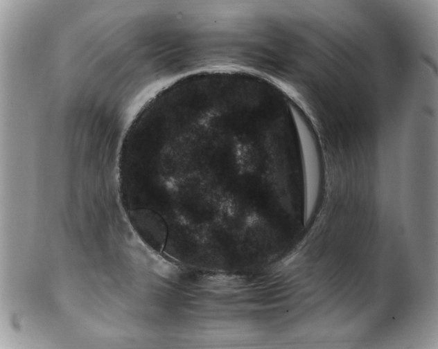 X0000100341327200806051529