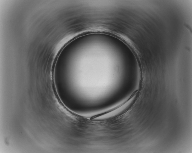 X0000100341335200806051529
