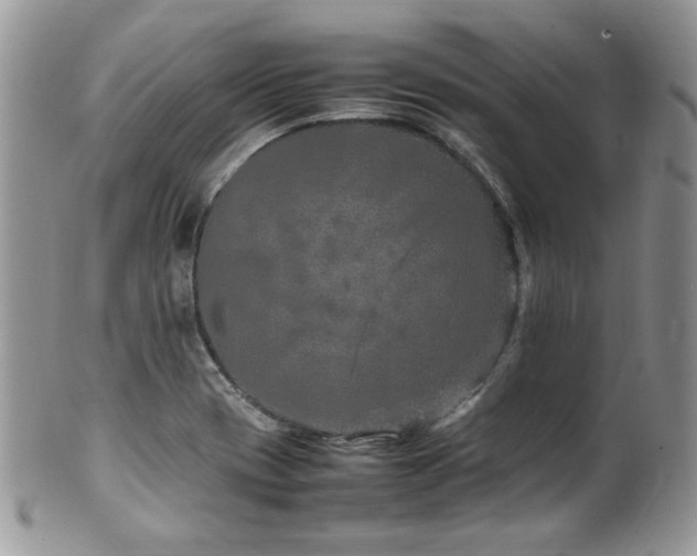 X0000100341417200806051527