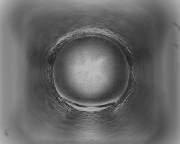 X0000100341494200806051525