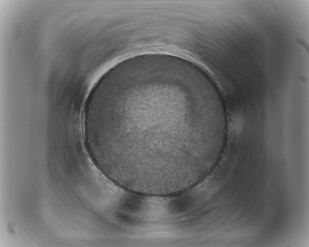 X0000100341514200806051526