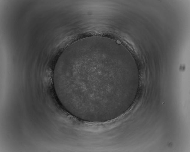 X0000100340029200806121201