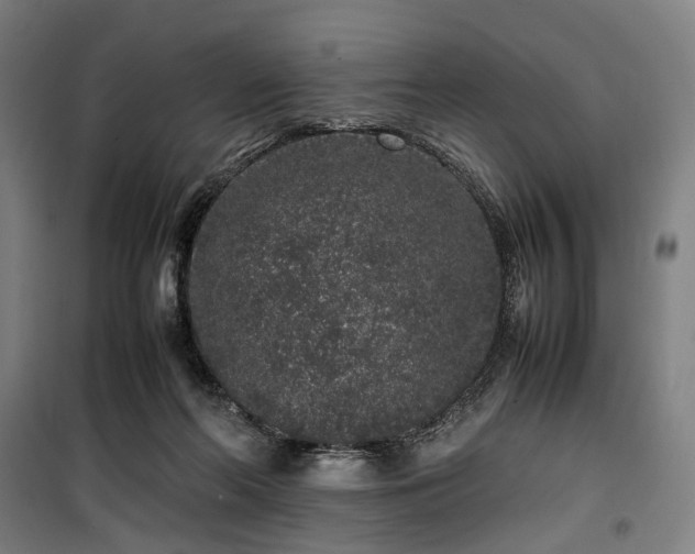 X0000100340214200806121158