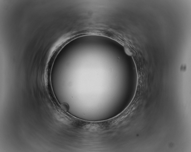 X0000100340294200806121157