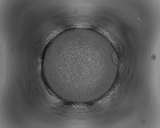 X0000100340299200806121157