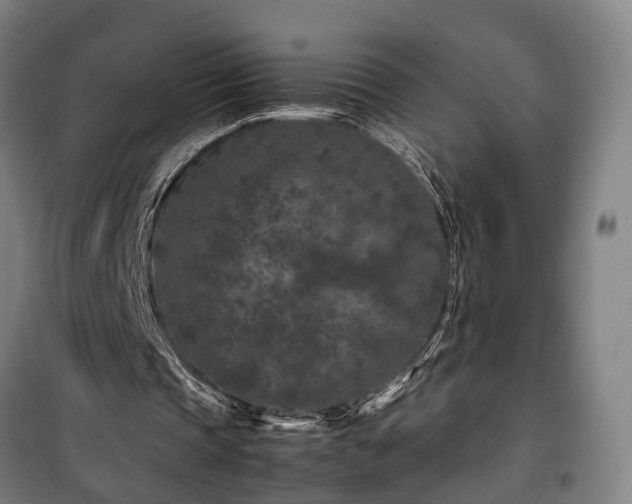 X0000100340337200806121156