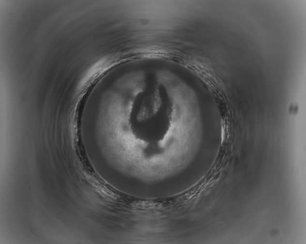 X0000100340339200806121156