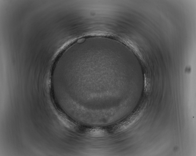 X0000100340348200806121156