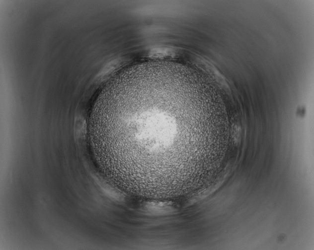 X0000100340375200806121156