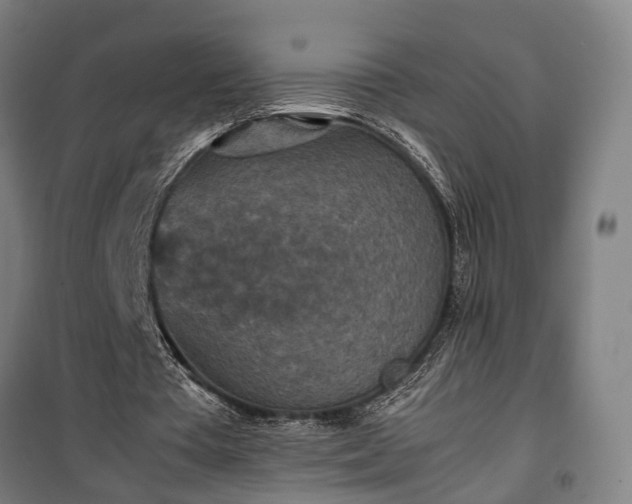 X0000100340385200806121156