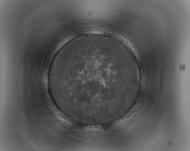 X0000100340386200806121156