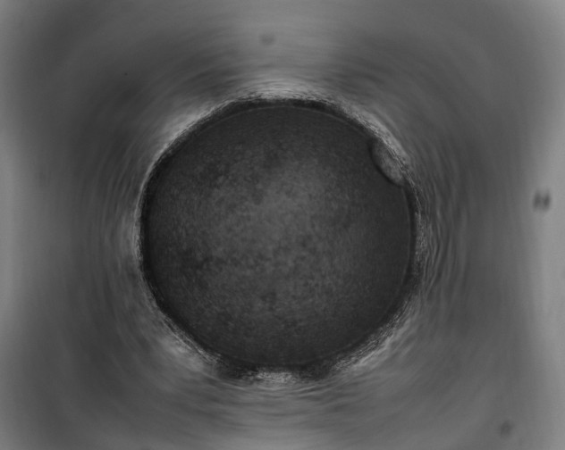 X0000100340391200806121156