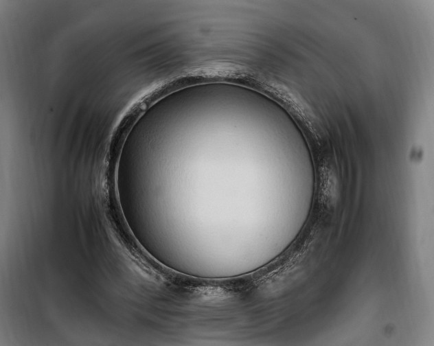 X0000100340392200806121156