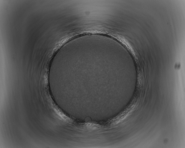 X0000100340393200806121156