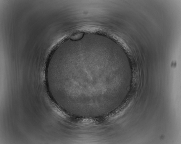 X0000100340399200806121156