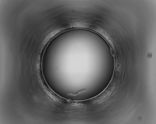 X0000100340437200806121154