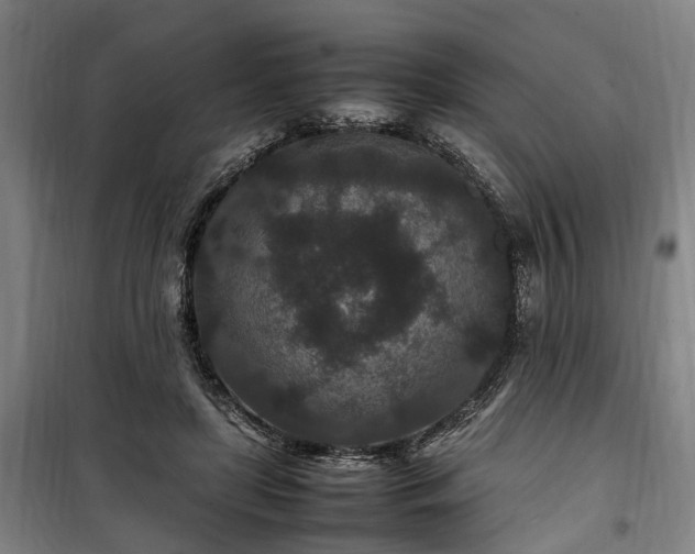 X0000100340451200806121154