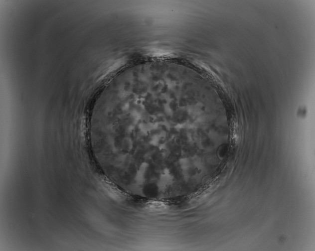 X0000100340519200806121153